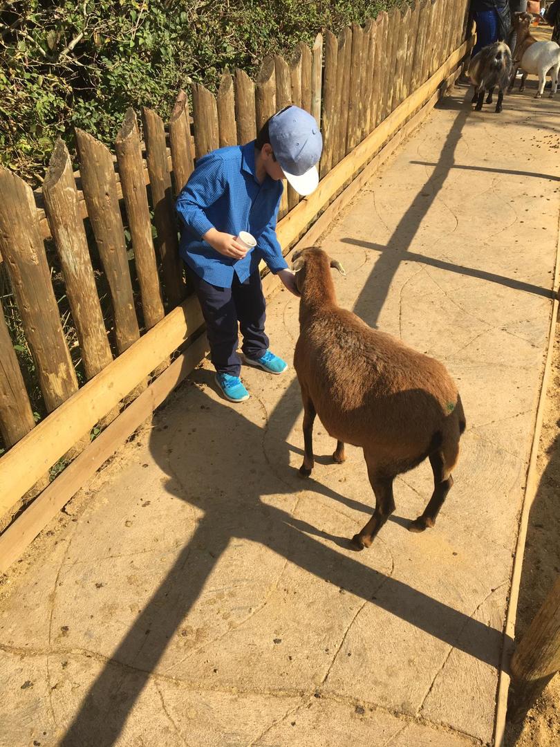 one of the children feeding the goats at a local zoo