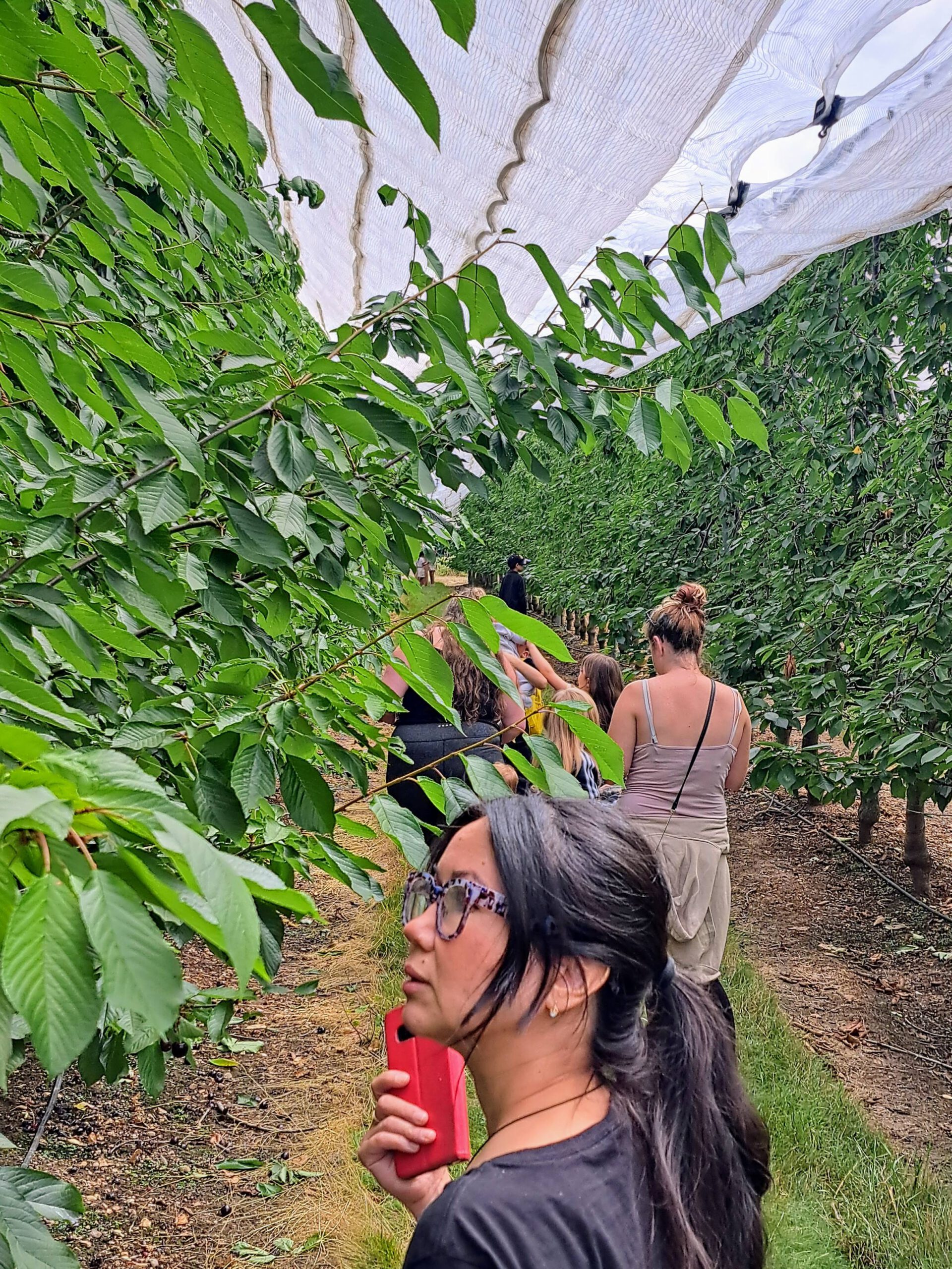 A fun and rewarding experience: Cherry Picking at Fiveways Fruit Farm